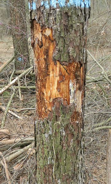 weevils in pine trees