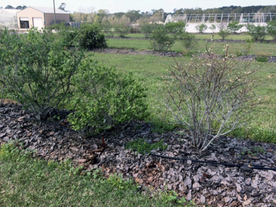 Three blueberry bushes. Two bushes to the left have leaves and are full while the third bush does not. It is very bare, showing only stems and branches.