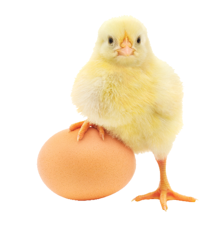 Yellow chick with egg.