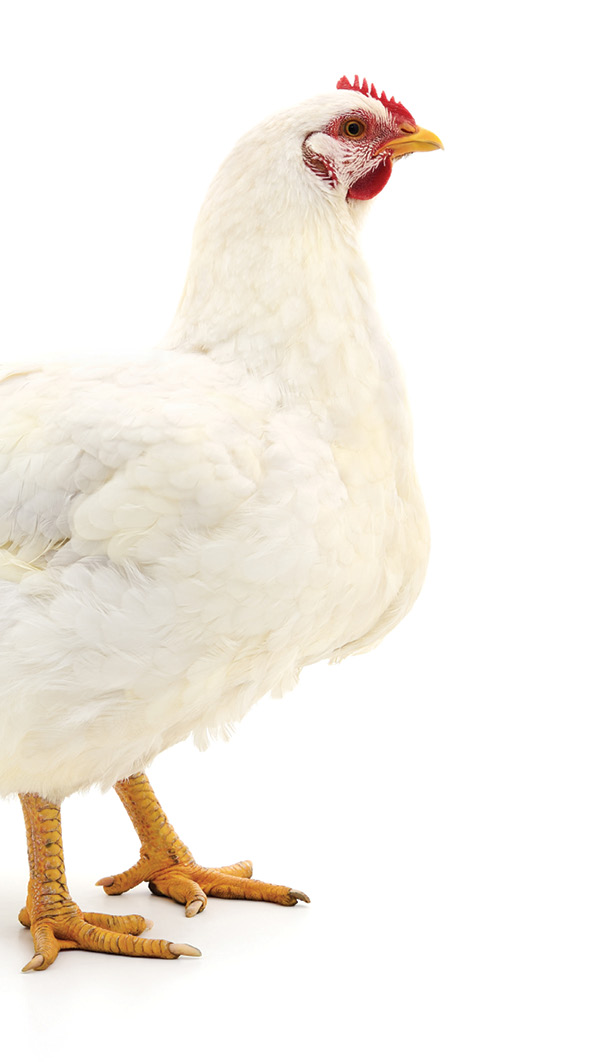 White hen isolated on white background.