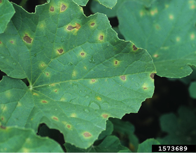 A green leaf with lesions that are brown in the center and yellow on the irregular margins.