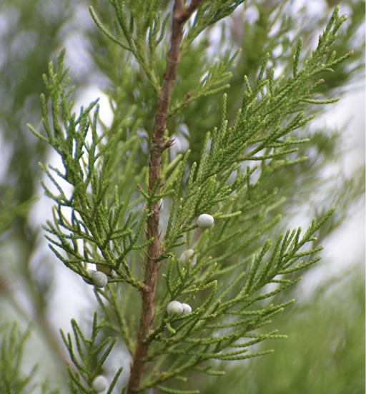 Close-up of a stem with needle-like leaves and several small, white berries.