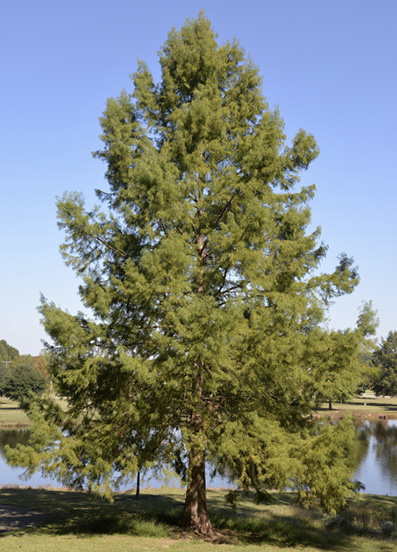 A large, pyramid-shaped tree in front of a pond.