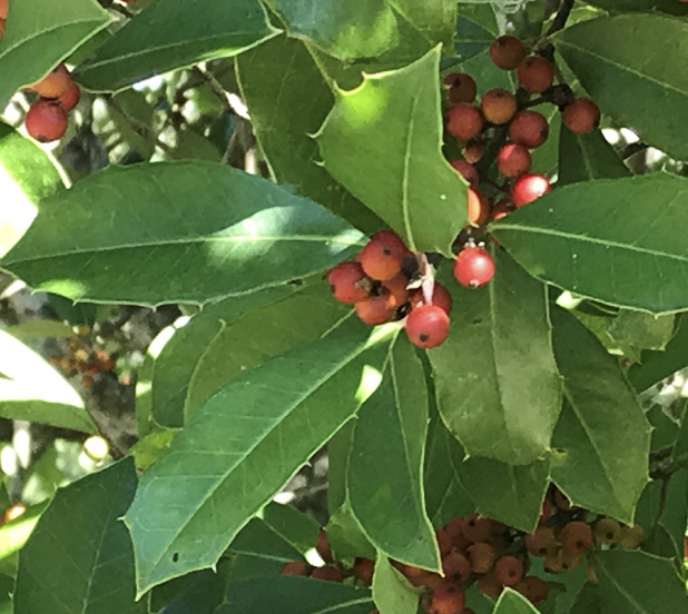Close-up of a bunch of green leaves with sharp teeth on the edges and several bunches of red berries.