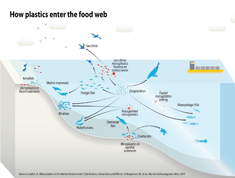 Figure 4. How microplastics enter and are dispersed through the food web.