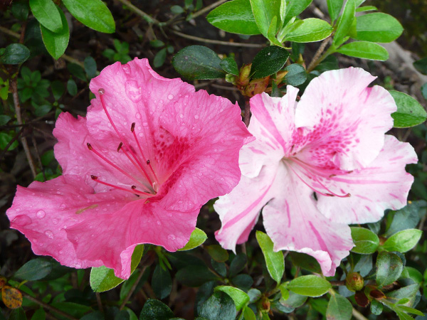 Conversation Piece azalea. Image courtesy LSU AgCenter.