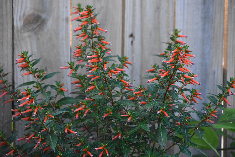 Vermillionaire cuphea. Image by Dr. Gary Bachman, MSU Coastal Research and Extension Center.