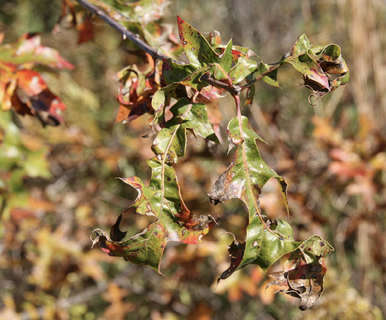 Damaged leaves described in caption.