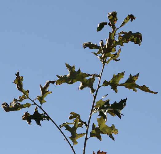 Leaves showing some damage but still mostly green.