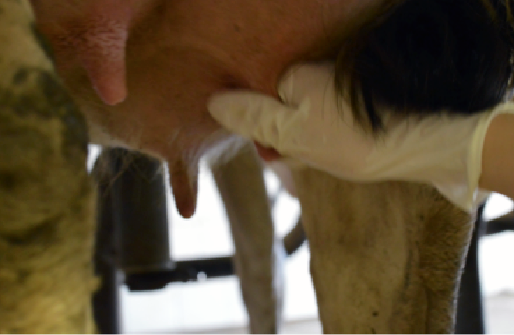 A gloved dairy producer is stripping two to three streams of milk from each teat to flush the teat canal and reduce contamination risk.