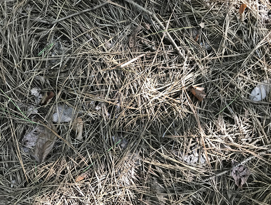 Light brown and gray pine straw on the forest floor. The individual strands are thicker than longleaf pine straw, and the ground is completely covered. 