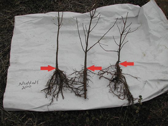 Three seedlings lying on a white sack. Arrows point to their root collars.