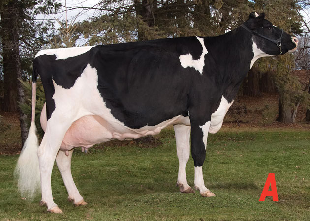 History of dairy cow breeds: Jersey - MSU Extension