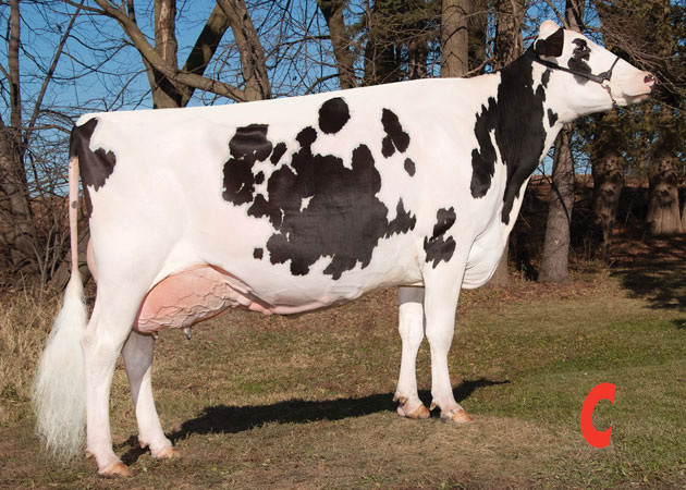 Holstein Cow.
