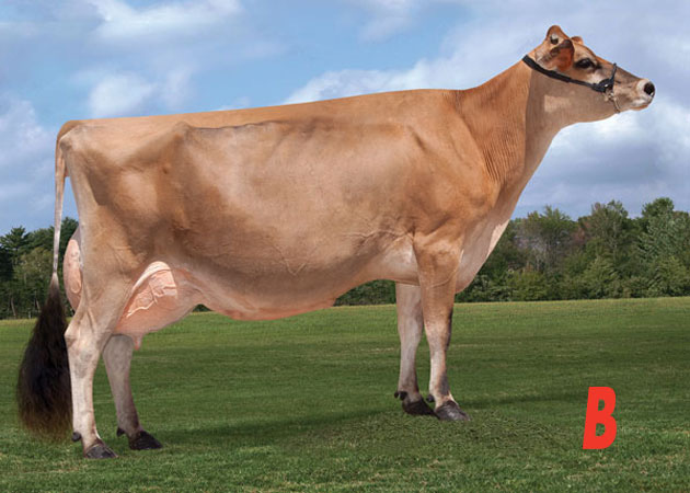Jersey cow labeled b