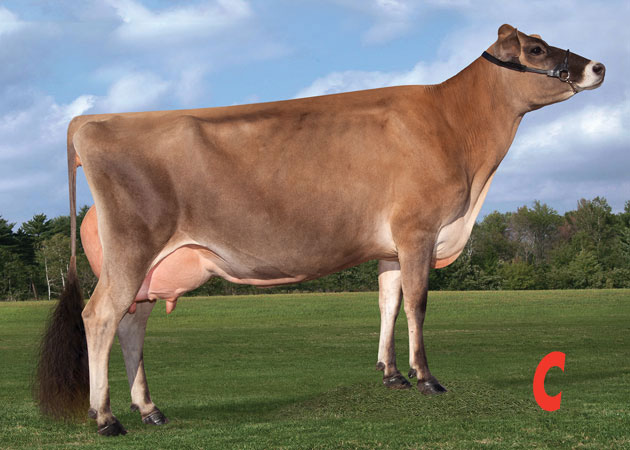 Jersey cow labeled c