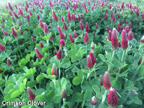 Crimson clover described in text.