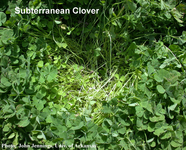 Subterranean clover described in text.