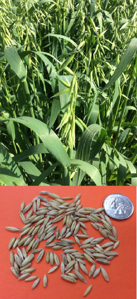 Oat seeds compared in size with a quarter underneath grown oat stalks.