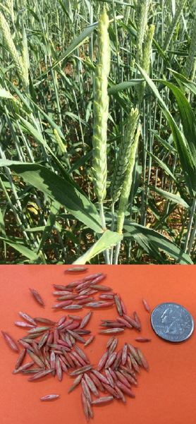 Triticale seeds compared in size with a quarter underneath grown triticale stalks.