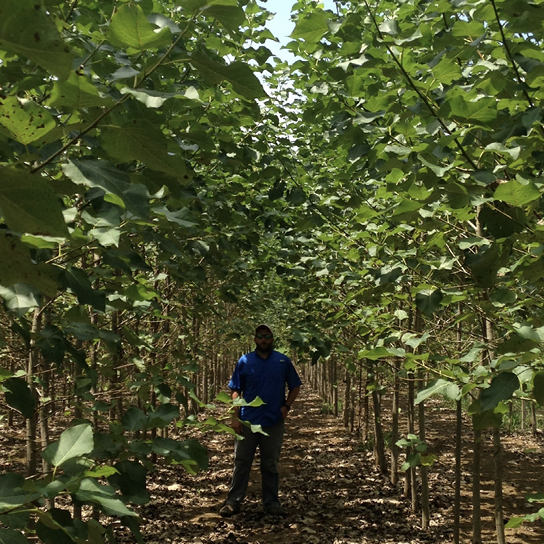 Thin trees in clearly defined, tightly spaced rows. A person is standing between the rows to show how closely spaced they are.