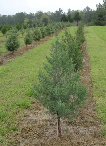 Short Christmas trees in clearly defined rows separated by green grass.