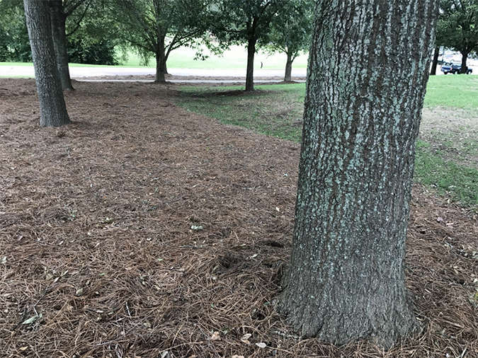 Trees with pine straw mulch at their bases.