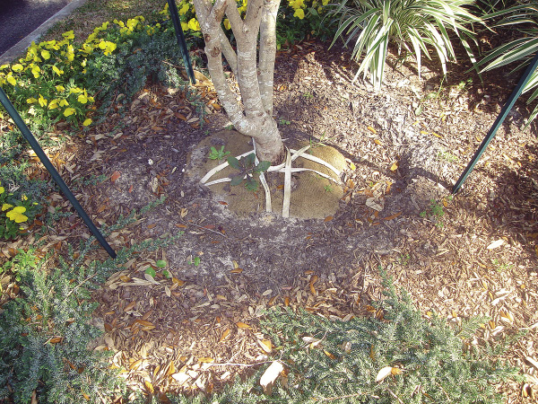 The root ball of a tree is visible above the ground. It has straps criss-crossed across the top that should've been removed before planting.