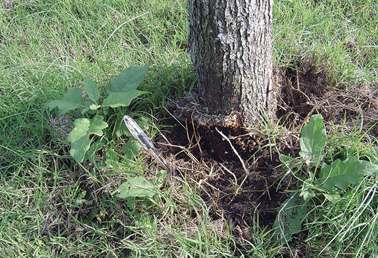 A tree trunk with the dirt dug out from around it. Signs of fungus are visible on the trunk.