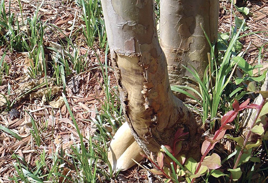 Bark has been stripped from the tunk of a crape myrtle.