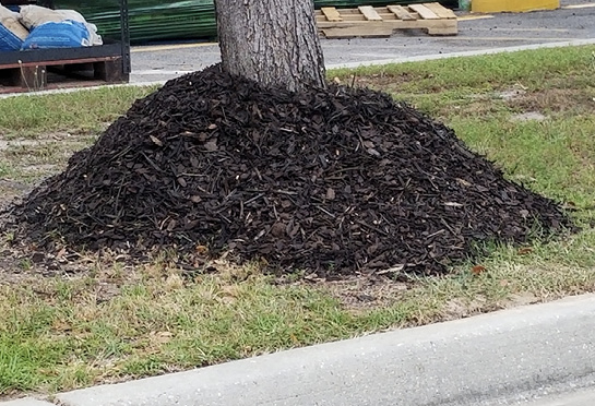 Wood-chip mulch is piled 2 or 3 feet deep around a tree.