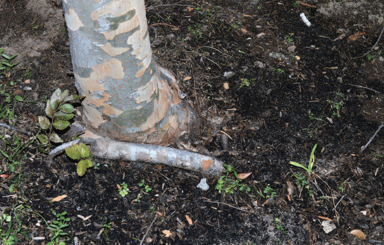 A root grows across the soil surface around a tree trunk.