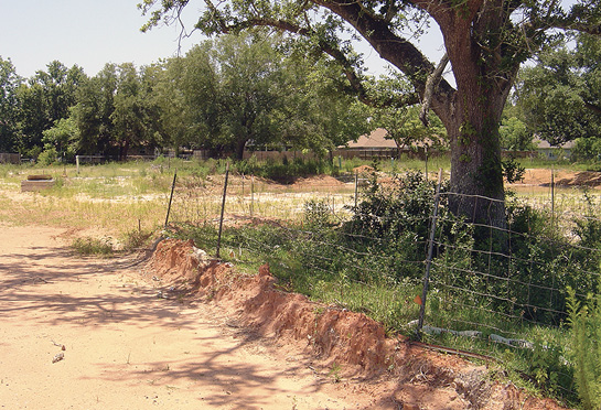 A dirt road runs near a large tree. A bank of dirt along the roadside shows how deeply the road was graded. It is cut deep enough to damage the tree's root system.