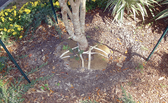 The root ball of a tree is visible above the ground. It has straps criss-crossed across the top that should have been removed before planting.