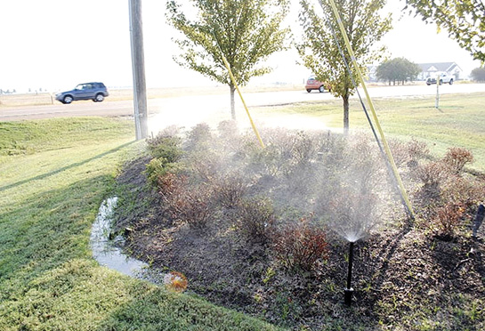 Several azalea bushes are being watered by a sprinkler.