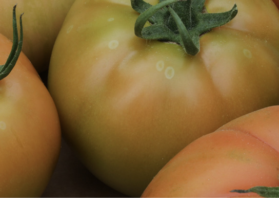 Close-up of several tomatoes, with the center photo showing symptoms (described in text) of ghost spots.