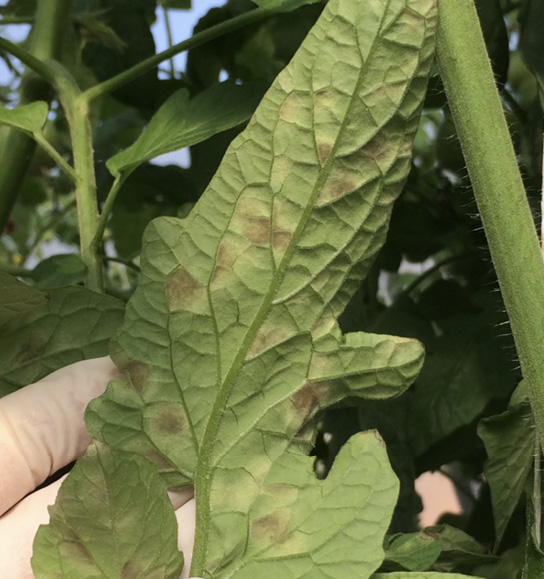 A single tomato leaf showing symptoms (described in text) of leaf mold.