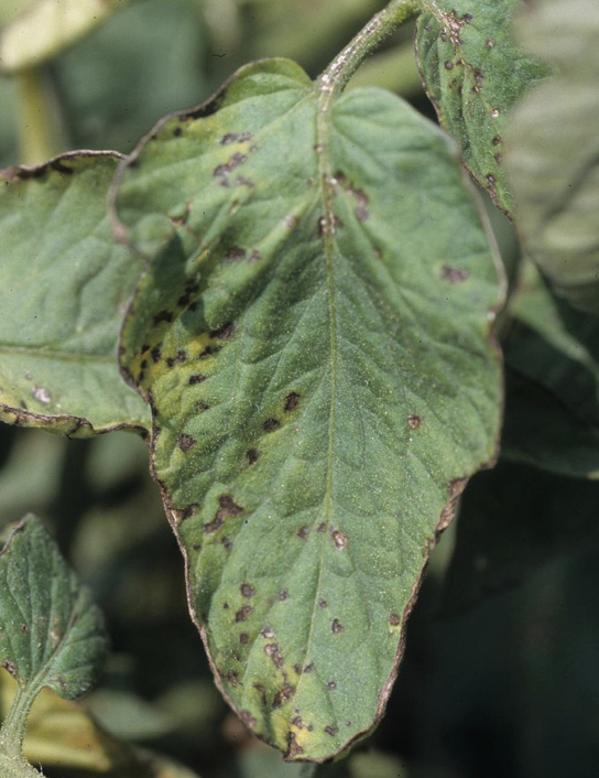 A single tomato plant leaf showing symptoms (described in text) of bacterial speck.