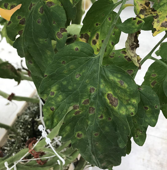 Several tomato leaves showing symptoms (described in text) of target spot.