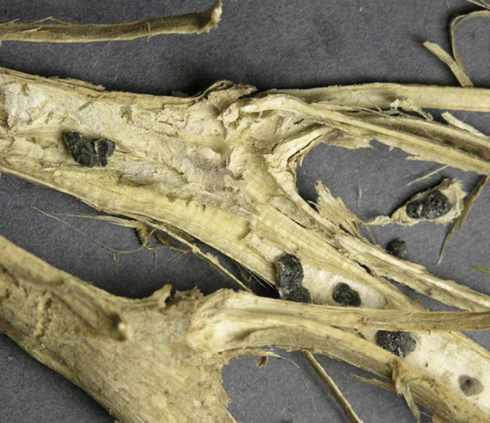 A tomato stem that has been cut in half lengthwise, showing symptoms (described in text) of timber rot.