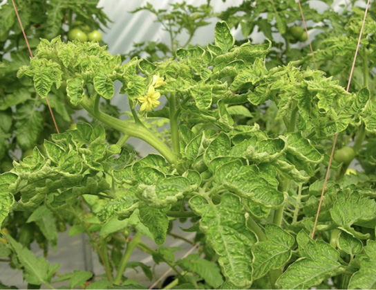 A tomato plant showing symptoms (described in text) of tomato yellow leaf curl.