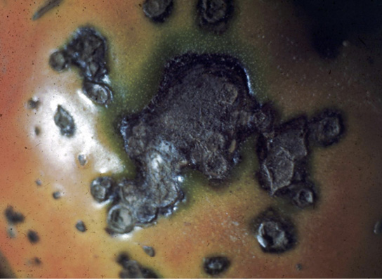 Close-up of a tomato showing symptoms (described in text) of bacterial spot.