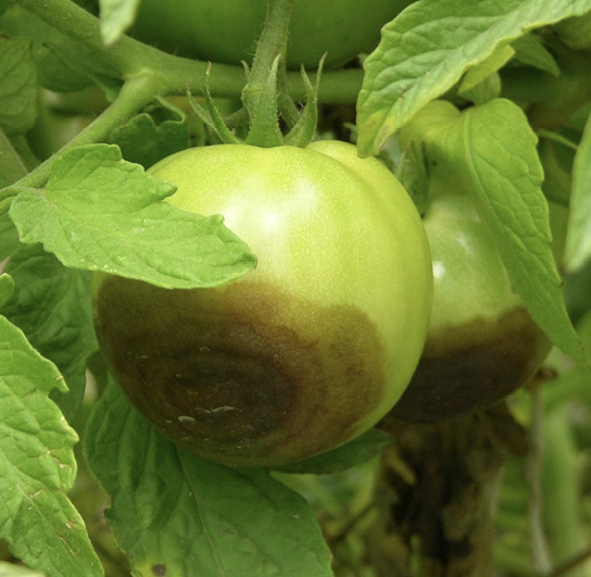 Two green tomatoes on a tomato plant. The tomatoes show symptoms (described in text) of buckeye rot.