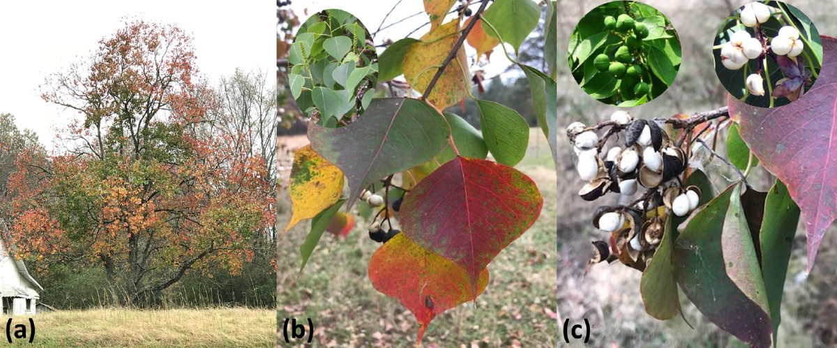A composite of three photos showing a fully grown Chinese tallowtree in a field, the heart-shaped leaves of the Chinese tallowtree, and the greenish fruit that matures into white, wax-colored seeds.