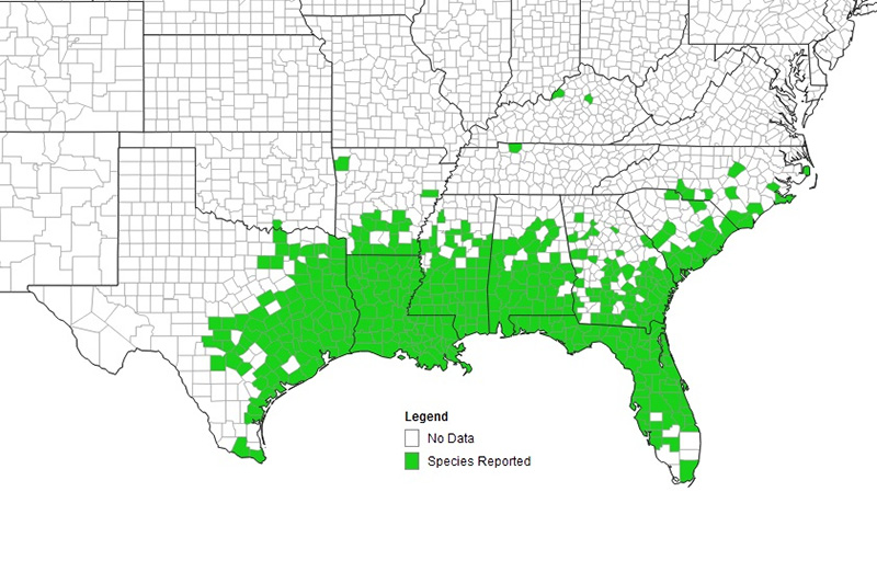 A map of the U.S. showing the spread of the noxious weed Chinese Tallowtree across the eastern portion of Texas, all of Louisiana, the lower halves of Mississippi and Alabama, the southeastern corner of Georgia, and most of Florida. 