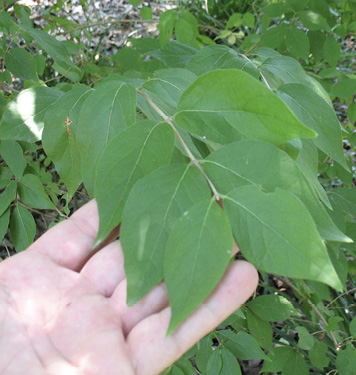 A hand is holding up the Amur honeysuckle leaves to show the opposite leaf arrangement.