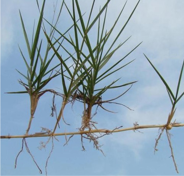 A sample of torpedograss held up against the sky. The torpedo grass grows aboveground following a common horizontal rhizome. 