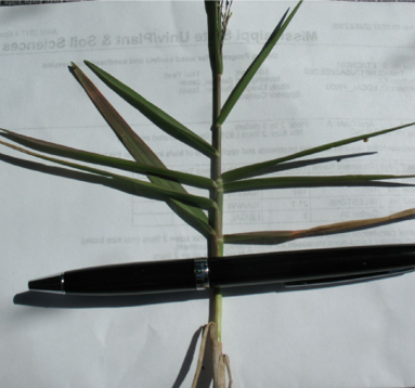 A single stalk of torpedograss with multiple flat leaf blades.