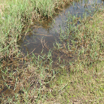A stand of grass in a water-logged area.