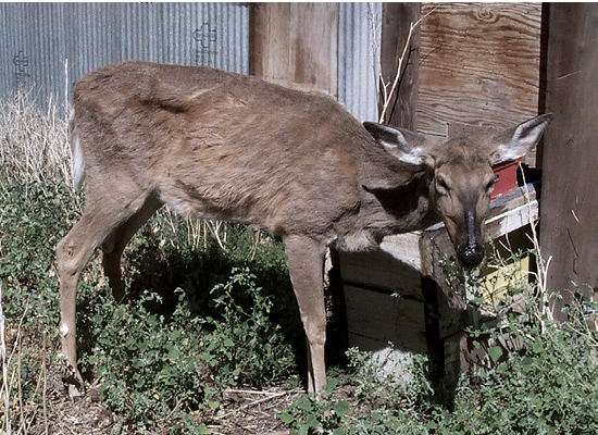 An emaciated deer stands on grass. The deer holds its head low and its hind legs look unstable.